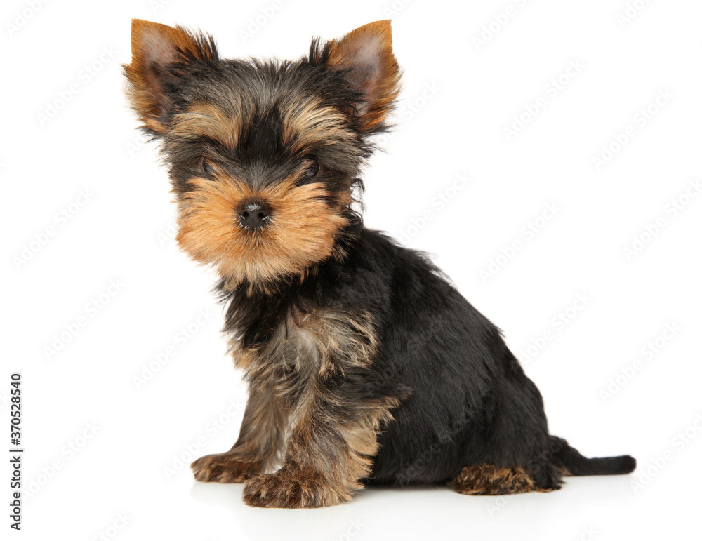 Yorkshire Terrier puppy looking at the camera Yorkshire Terrier puppy looking at the camera
