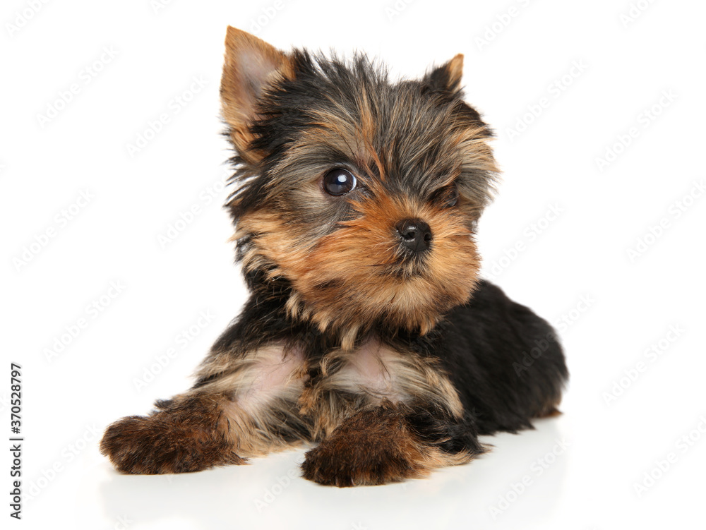 Yorkshire Terrier puppy lies on a white background Yorkshire Terrier puppy lies on a white background