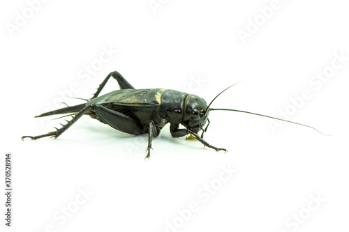 Two-spotted Field Cricket (Gryllus bimaculatus) isolated on white