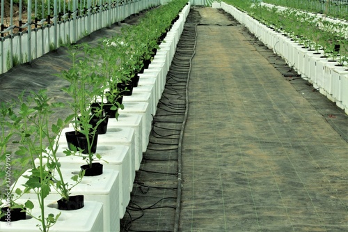 トマトの水耕栽培