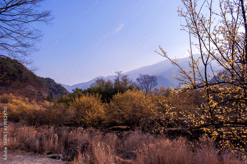 Beautiful village of yellow cornel,Cornus Officinalis flowers on early spring background