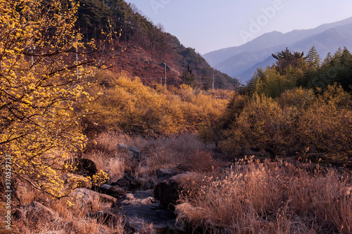Beautiful village of yellow cornel,Cornus Officinalis flowers on early spring background photo