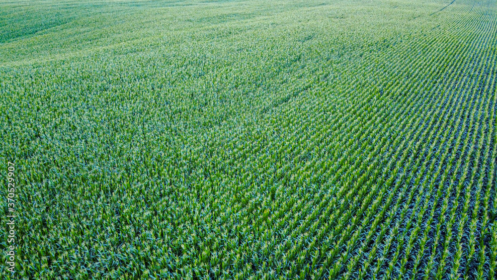 Corn field from a drone aerial perspective. Corn field from a drone aerial perspective.