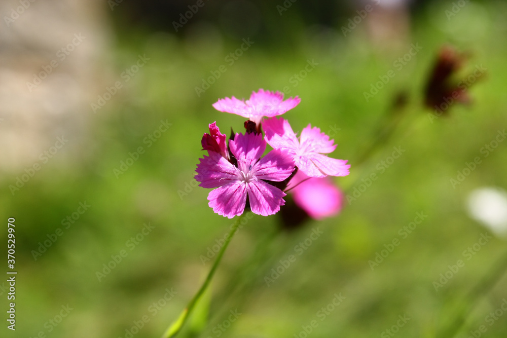 Dianthus nitidus