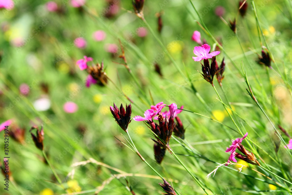 Dianthus nitidus Dianthus nitidus