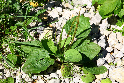 Plantago major photo