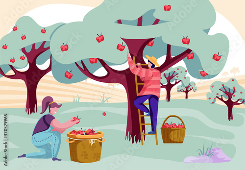 Happy people gathering apples in basket on the farm. Organic fruits. Autumn harvest. Agricultural work. Colorful vector illustration.