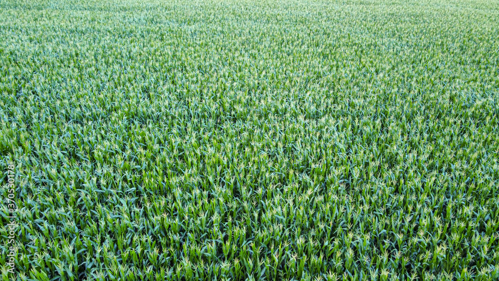 Corn field from a drone aerial perspective. Corn field from a drone aerial perspective.