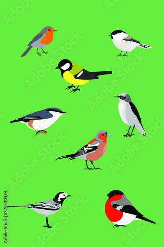 set of birds on green: tit, Finch, bullfinch, Wagtail, Robin,nuthatch, brown-headed nut