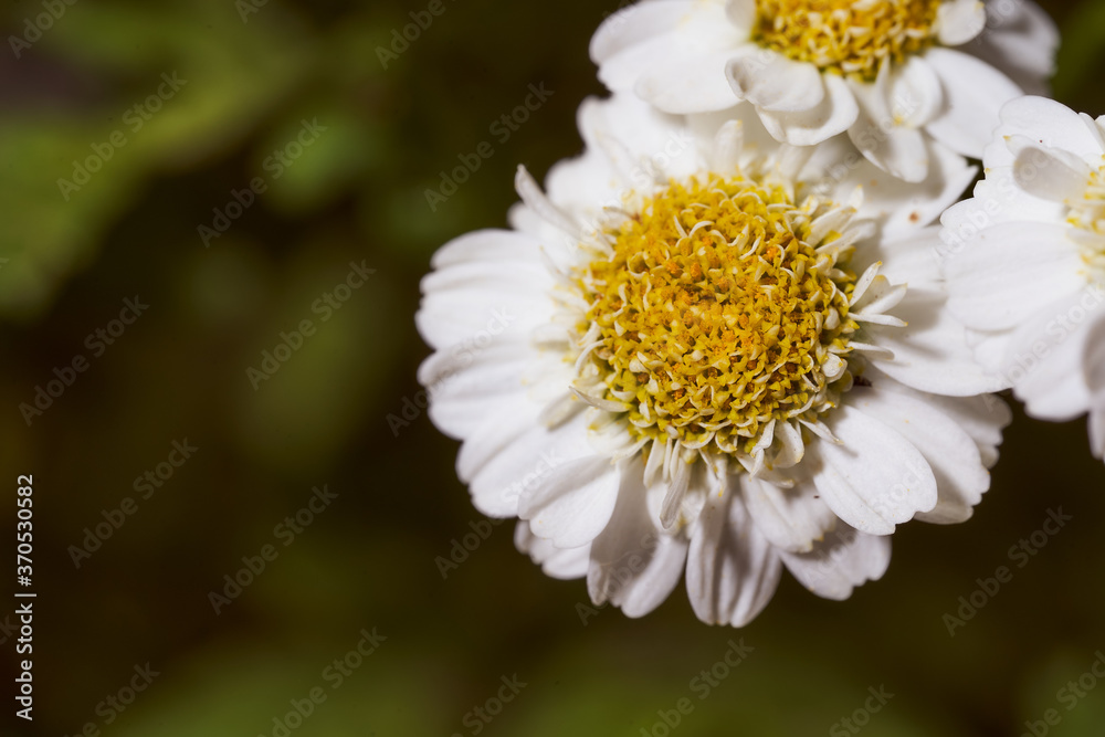 Small chamomile flowers on a dark green blurred background Small chamomile flowers on a dark green blurred background