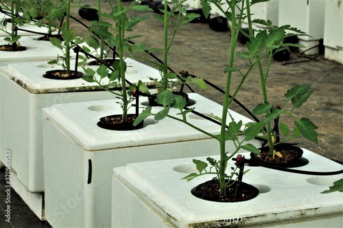 トマトの水耕栽培