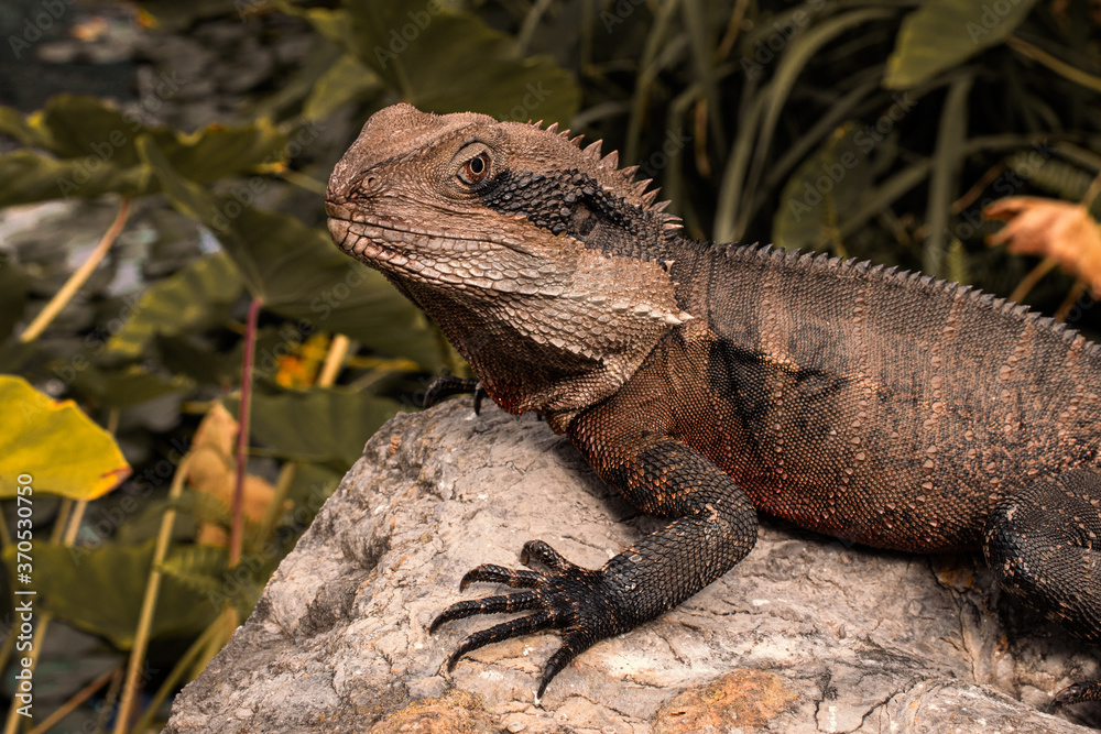 Obraz premium Reptile