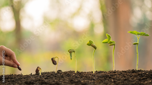 hand holding and caring a green plant over lighting background, planting tree, environment, background.agriculture, horticulture. plant growth evolution from seed to sapling, ecology concept.