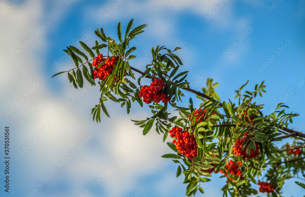 Red rowan berries on the branches of tree and green leaves against a blue sky