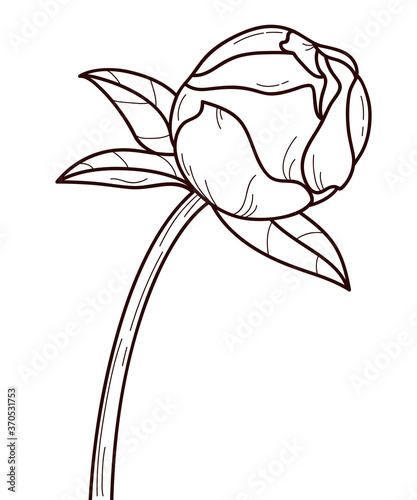 Vector peony bud in outline style, illustration of rose button isolated on white background, coloring book for children