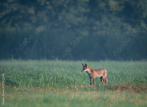 Obraz na płótnie lis fox w salonie