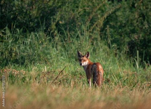 Obraz na płótnie Lis fox w salonie