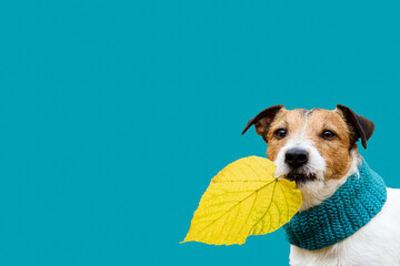 Cozy fall season concept with pet dog holding in mouth colorful leaf