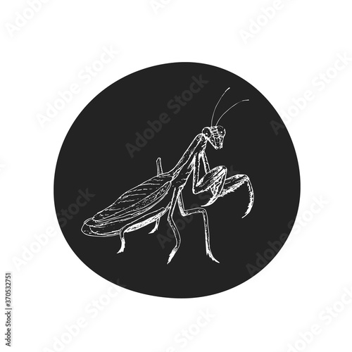 realistic vector mantis