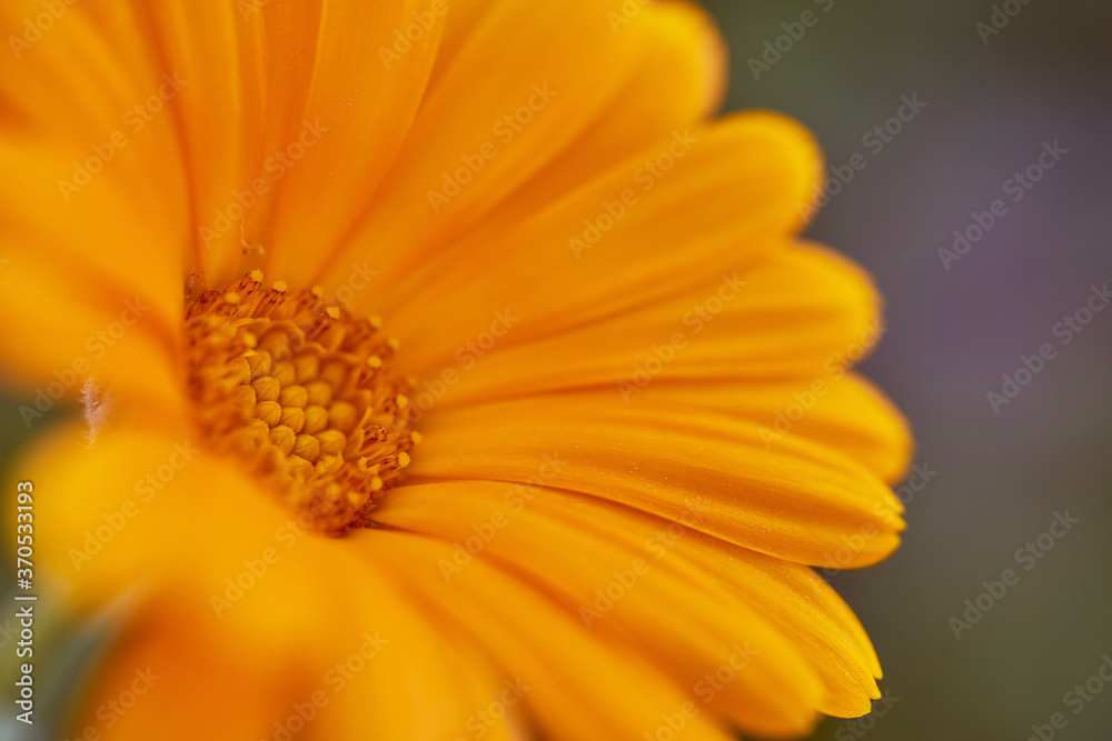 Nails medicinal, or marigold medicinal - herbaceous plant, a species of genus Calendula family Astra. Close-up.With copy space. Nails medicinal, or marigold medicinal - herbaceous plant, a species of genus Calendula family Astra. Close-up.With copy space.