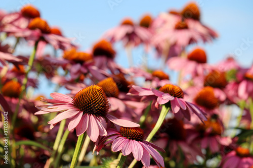 Rudbeckia flowers in summer against blue sky, colorful floral background. Echinacea purpurea, healing herb for immune system photo