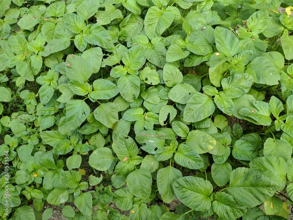 organic green spinach plants are good for health in the fields organic green spinach plants are good for health in the fields