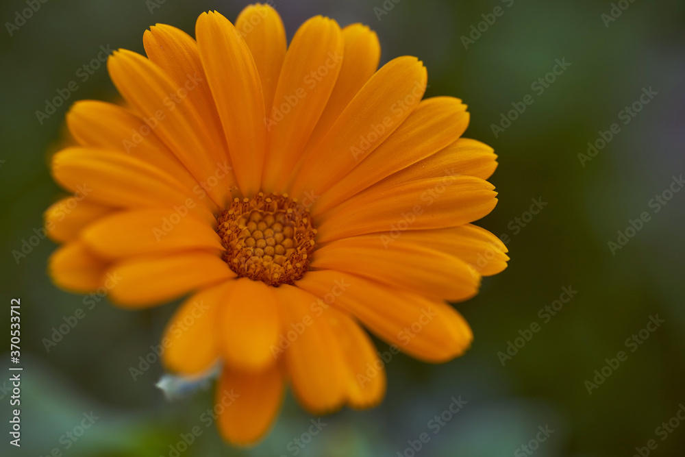 Nails medicinal, or marigold medicinal - herbaceous plant, a species of genus Calendula family Astra. Close-up.With copy space. Nails medicinal, or marigold medicinal - herbaceous plant, a species of genus Calendula family Astra. Close-up.With copy space.