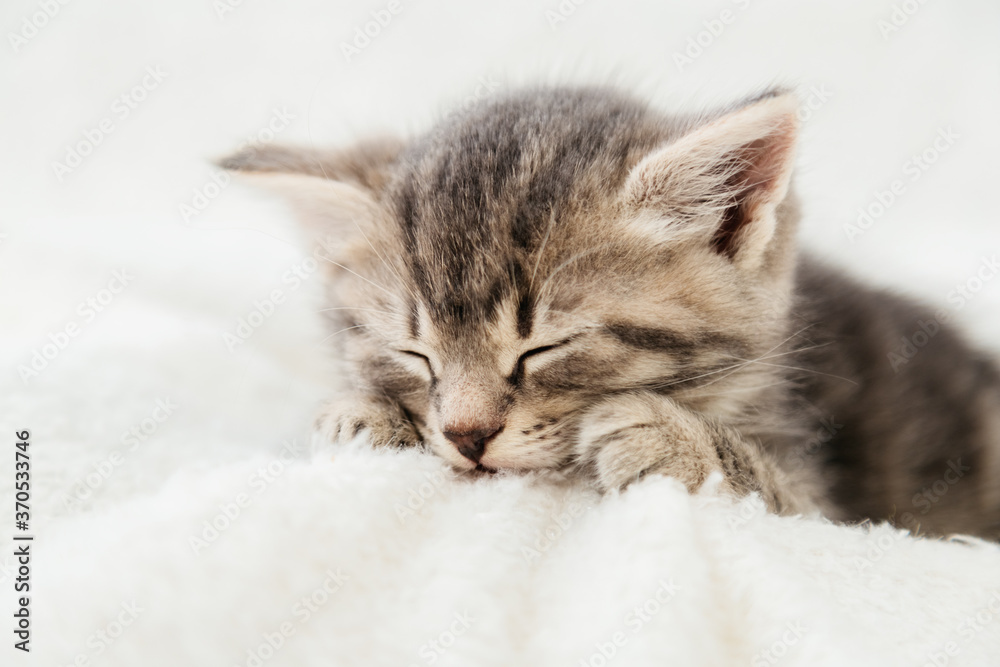 Striped tabby kitten sleeping on white fluffy plaid Closeup. Portrait with paw of beautiful fluffy gray tabby kitten. Cat, animal baby, kitten lies in bed.