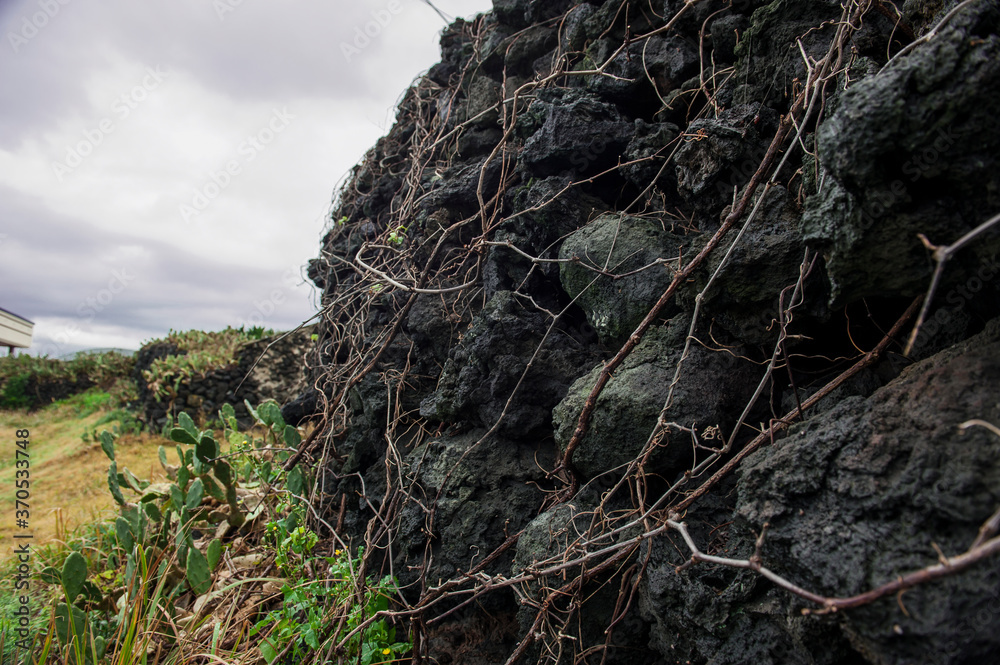 Prickly pear cactus beside the stonewall to the seaside. Prickly pear cactus beside the stonewall to the seaside.