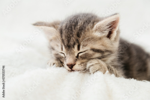 Striped tabby kitten sleeping on white fluffy plaid Closeup. Portrait with paw of beautiful fluffy gray tabby kitten. Cat, animal baby, kitten lies in bed.