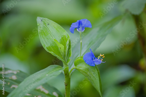 commelina benghalensis, Goan wild flower, watergrass image, Indian water grass, white mouth day flower, herbal plant, Indian day flower  photo