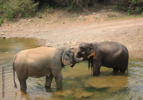 Two wild elephants taking a bath in the river 