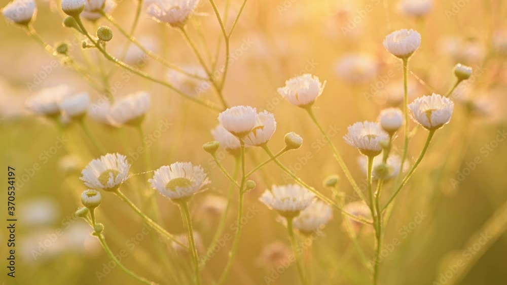 Daisy fleabane sunrise summer background Daisy fleabane sunrise summer background