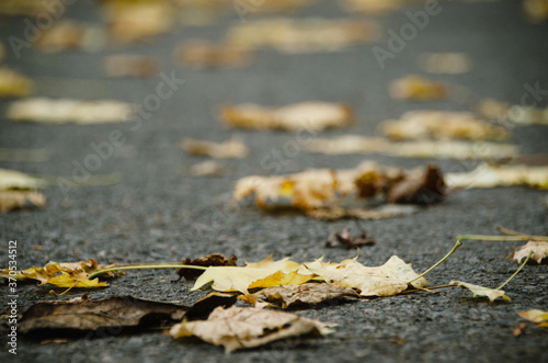 Grey asphalt is strewn with bright yellow autumn leaves