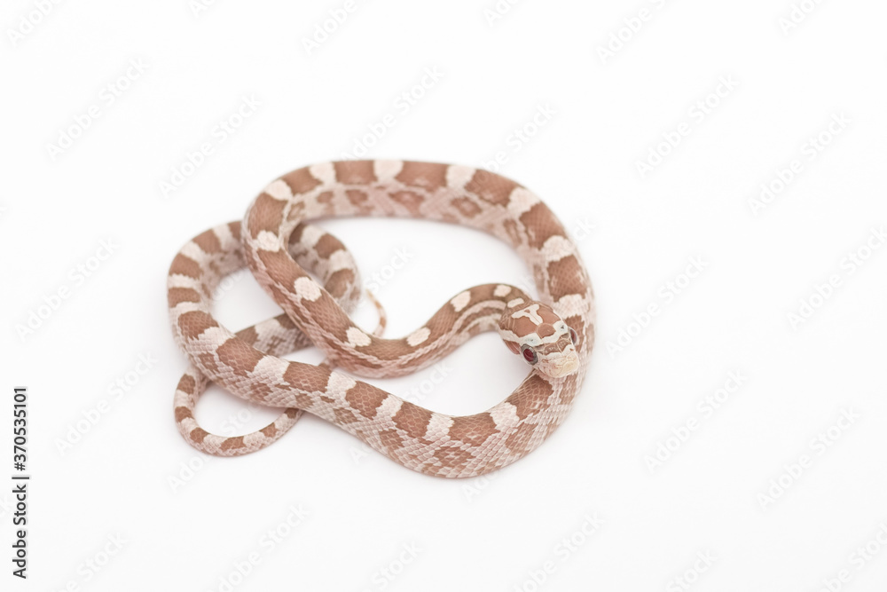 Small Hypoberry Red factor Corn snake on a white background. Pantherophis guttatus
