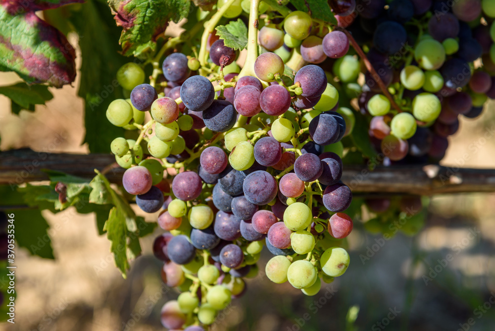 Close-up of bunch of grapes of red tempranillo grapes