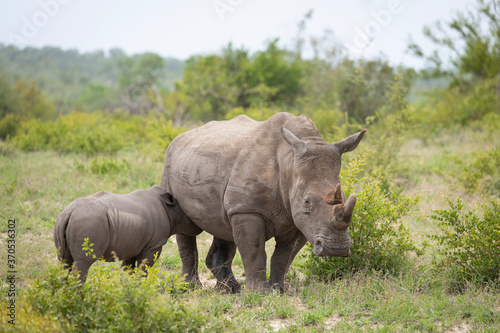 Mother and baby white rhino feeding in green bush in Kruger Park South Africa