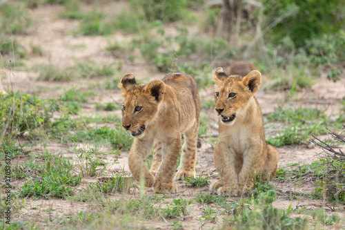 Two baby lion cubs in green grass in Kruger Park South Africa