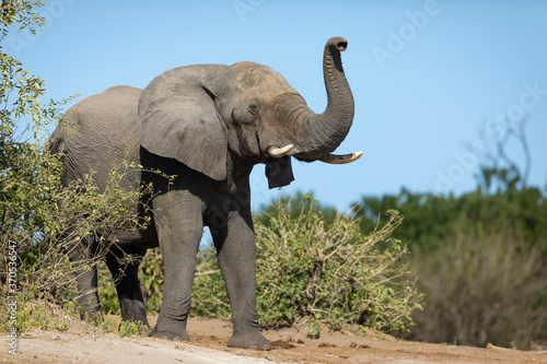 One adult elephant bull with raised trunk in Chobe National Park Botswana © stuporter