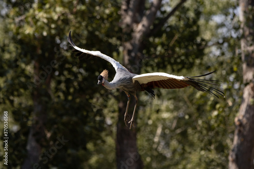 Gray crowned crane flying with a background of green vegetation