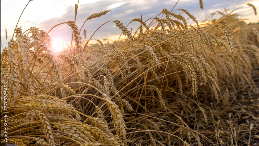 Wheat field on the background of the setting sun Wheat field on the background of the setting sun