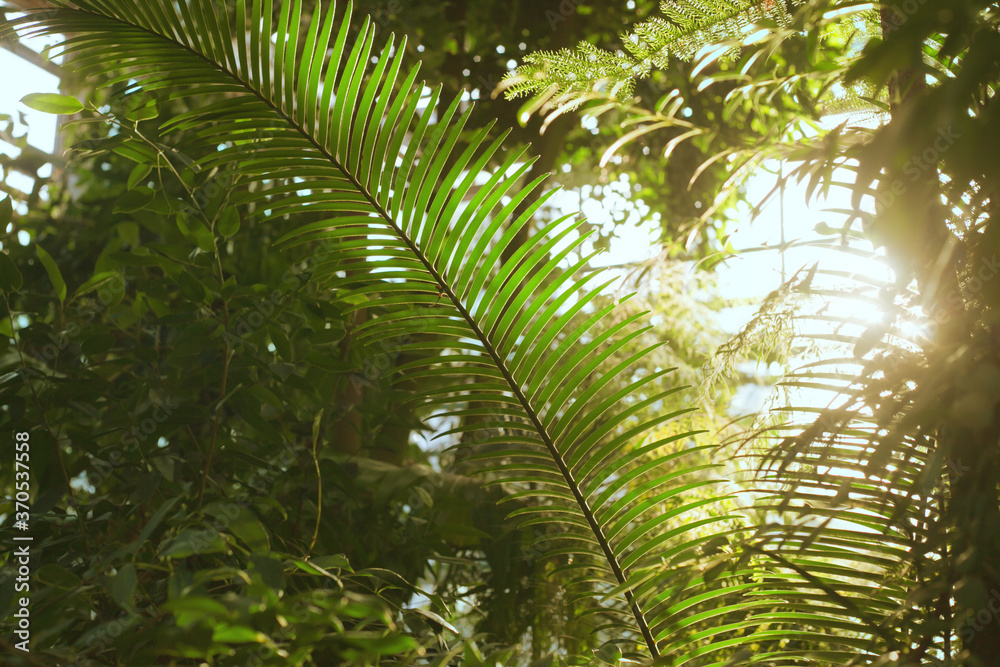 Fototapeta premium Palm leaves close up pattern