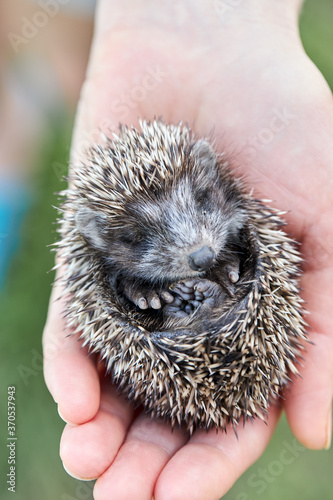 cute baby hedgehog on hand holding
