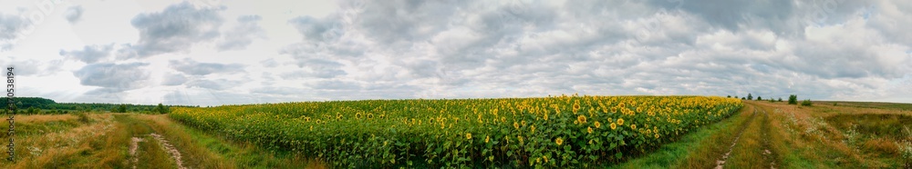 panorama of sunflowers near the road