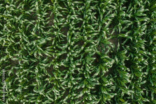 Drone photography, top view of green unripe corn crop field in summer
