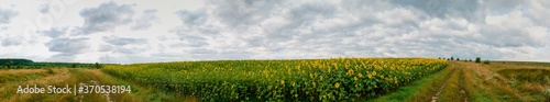 panorama of sunflowers near the road © mikhailgrytsiv
