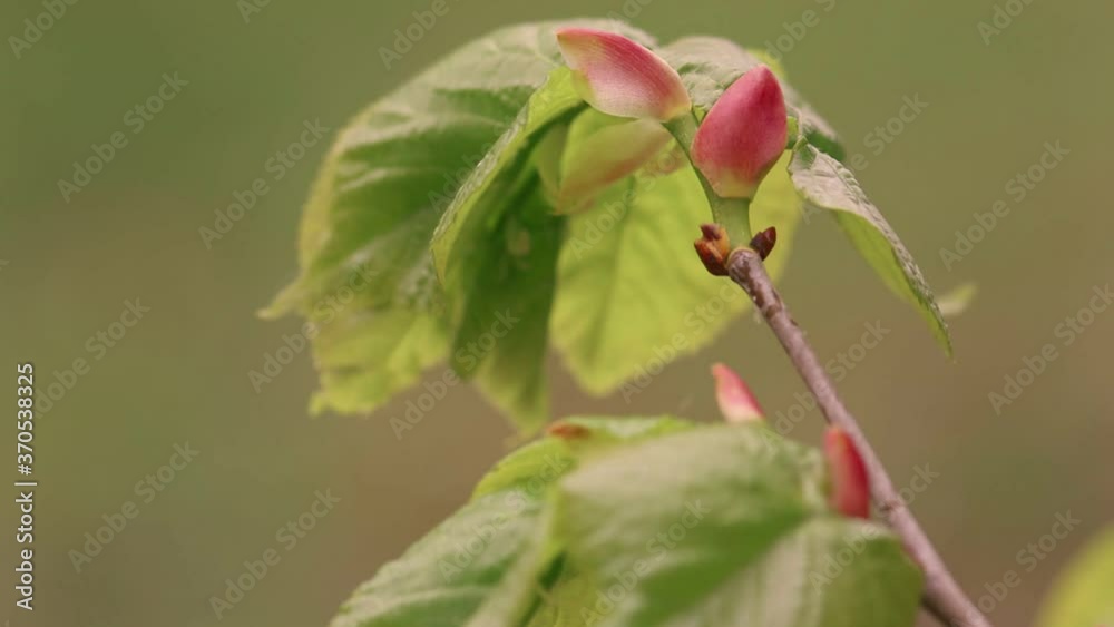 Spring linden tree branch background Spring linden tree branch background