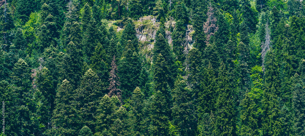 Close up of mountain forest in summertime. Texture of green trees on high ground.