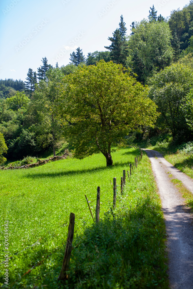 Fototapeta premium Camino junto al prado cerca de Selviejo (Cantabria)