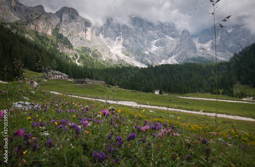 Wild flowers in Val Venegia with Pale di San Martino in the background, Trentino dolomites, Italy photo